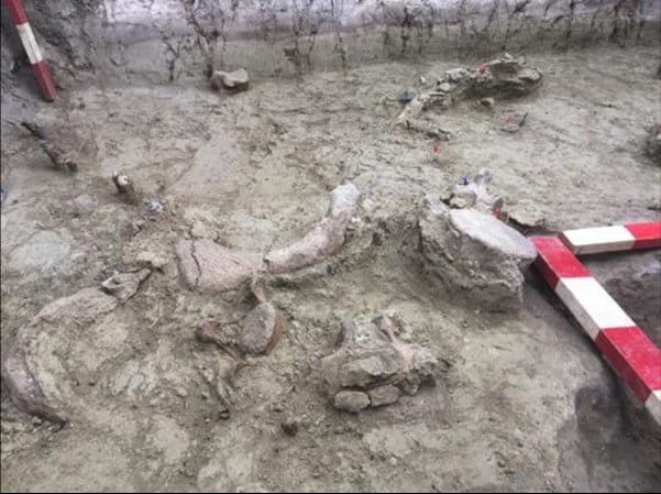 Acumulación de restos fósiles de gonfoterios descubiertos durante el proceso de excavación del yacimiento de Taguatagua
