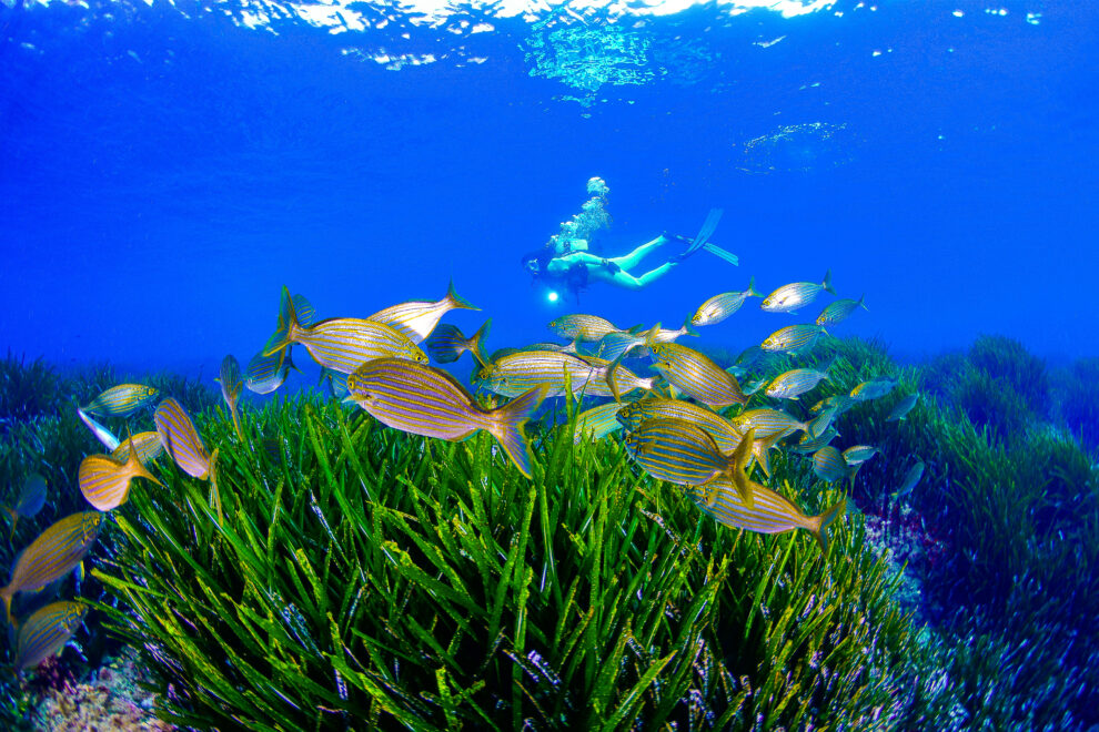 Diez planes para un otoño cálido en la Región de Murcia. Las reservas marinas del litoral murciano ofrecen uno de los mejores entornos del Mediterráneo para la práctica del buceo.