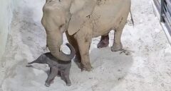 Así fue el primer nacimiento de un elefante africano en el Bioparc de Valencia