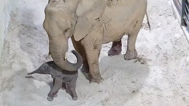Así fue el primer nacimiento de un elefante africano en el Bioparc de Valencia