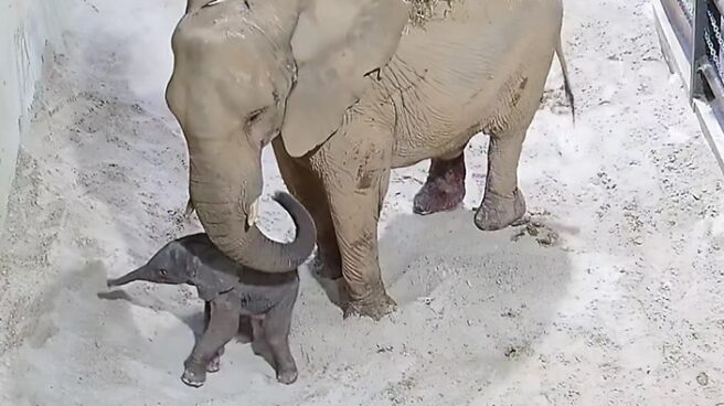 nacimiento-primer-elefante-en-BIOPARC-Valencia