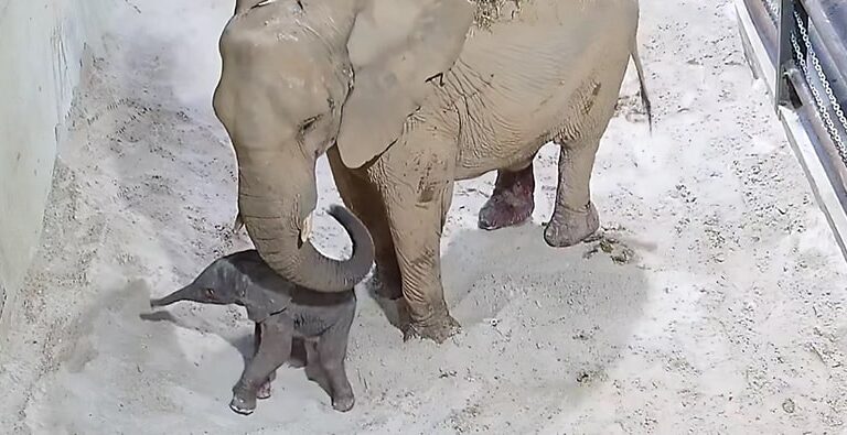 Así fue el primer nacimiento de un elefante africano en el Bioparc de Valencia