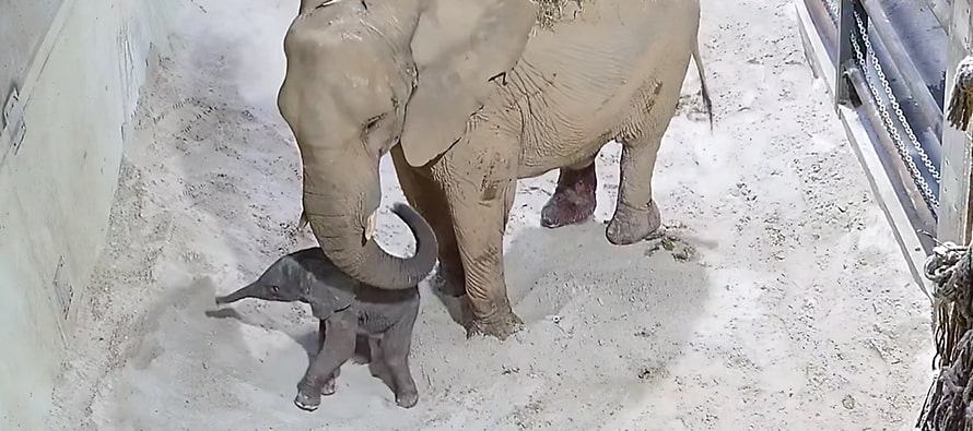 Así fue el primer nacimiento de un elefante africano en el Bioparc de Valencia