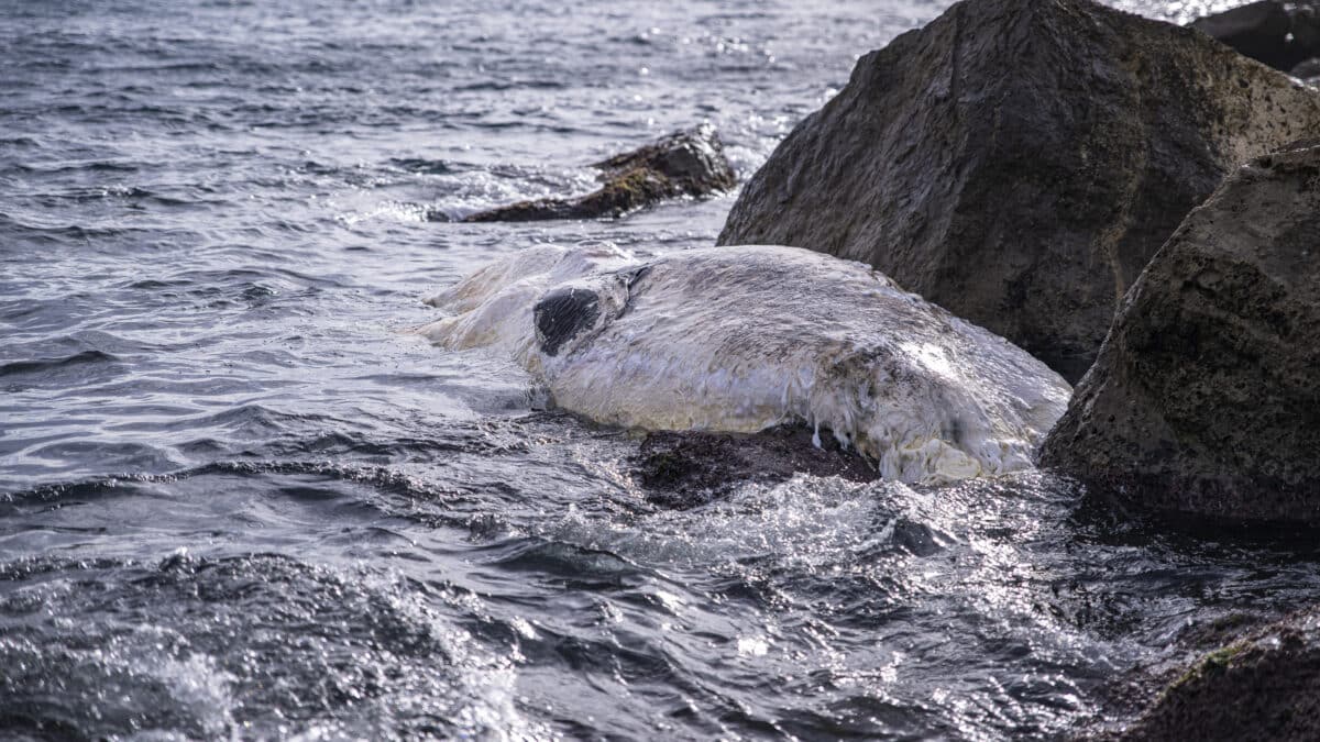 Una ballena varada en el paseo de l'Escullera del Puerto de Barcelona, a 15 de noviembre de 2022