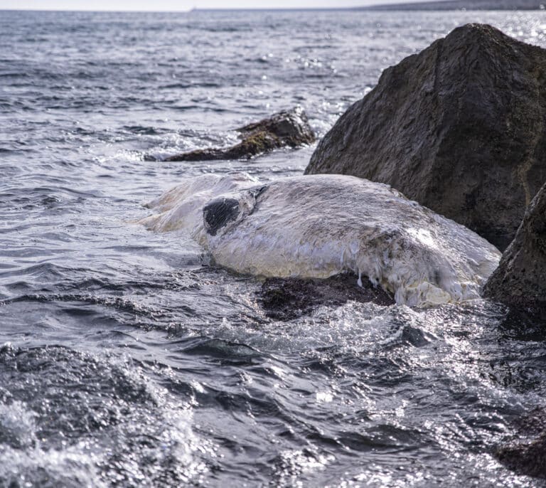 Aparece una ballena varada en el puerto de Barcelona