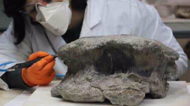 Descubierto otro gran dinosaurio saurópodo en el yacimiento El Carrillejo de Teruel