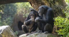 Muere Coco, el chimpancé nacido en Bioparc Valencia, por una meningoencefalitis