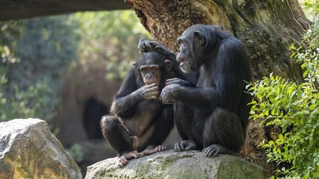 Chimpancés en la selva ecuatorial de Bioparc València.