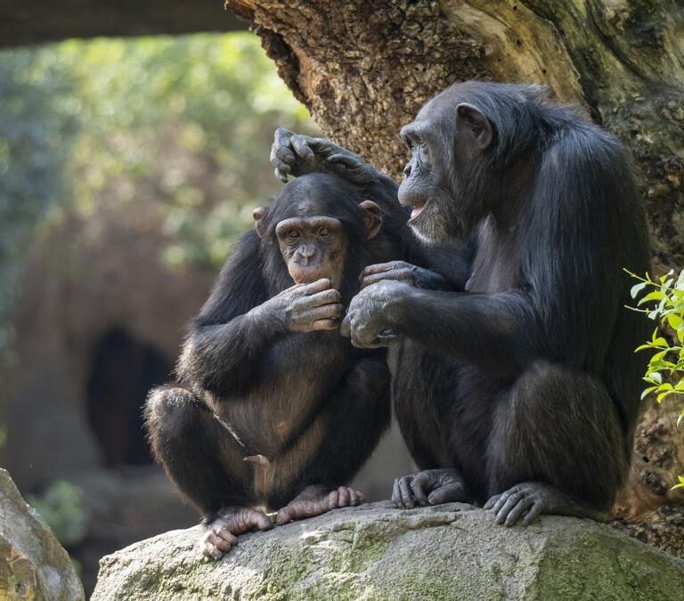 Muere Coco, el chimpancé nacido en Bioparc Valencia, por una meningoencefalitis