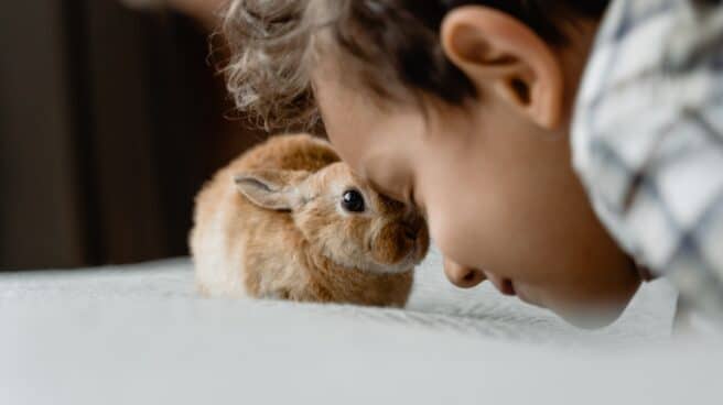 Niño con un conejo como mascota