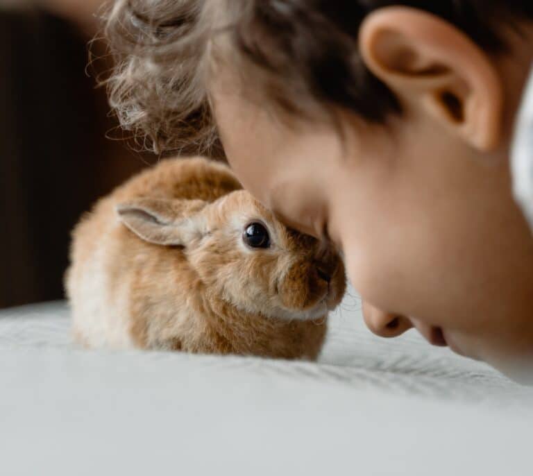 ¿Qué pasa si tengo una mascota prohibida? Todo sobre la nueva Ley de Protección Animal