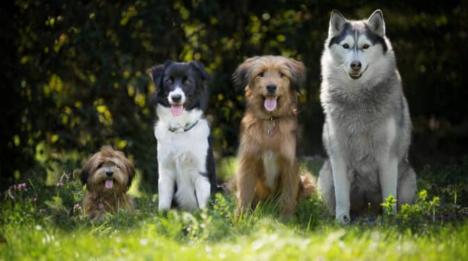 Resumen y claves de la nueva Ley de Bienestar Animal que ya entra en vigor