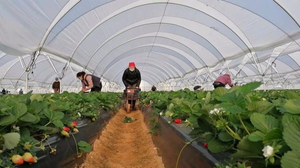 Temporeros de Ecuador, durante última campaña de la fresa y los frutos rojos en Huelva.