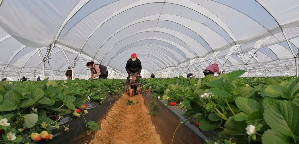 Temporeros de Ecuador, durante última campaña de la fresa y los frutos rojos en Huelva.