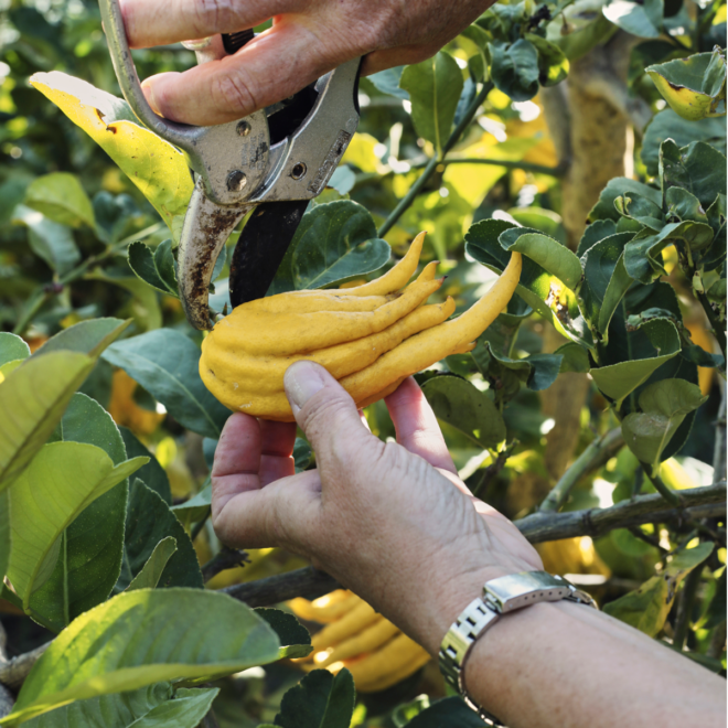 Diez planes para un otoño cálido en la Región de Murcia. Entre noviembre y mayo, el visitante puede sumergirse en una finca de cítricos del Valle de Ricote y degustar sus productos. Es una de las muchas 'gastroexperiencias' que ofrece la Región de Murcia.