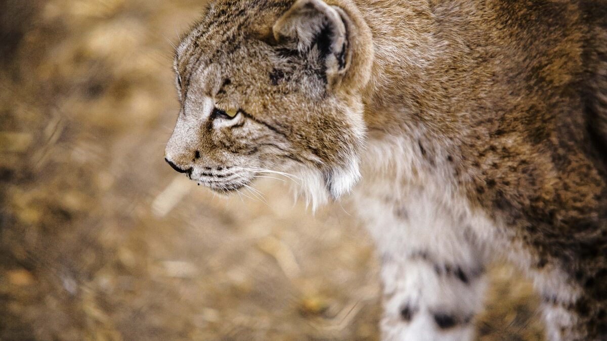 Lince ibérico