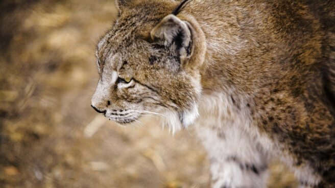 Lince ibérico