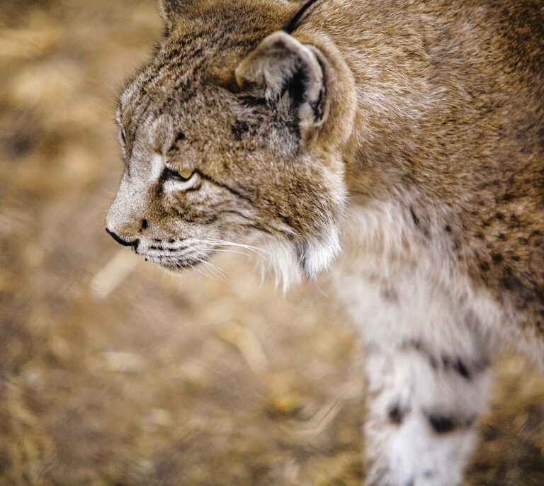 Muere en Doñana el ejemplar de lince ibérico más longevo del programa Ex-Situ a los 20 años