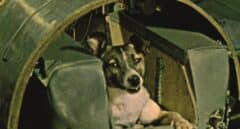 La perra Laika: 65 años del primer viaje de un ser vivo al espacio