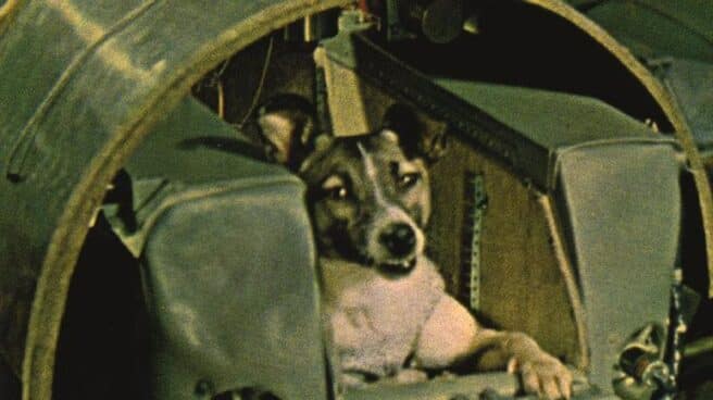 La perra Laika. La perra Laika.