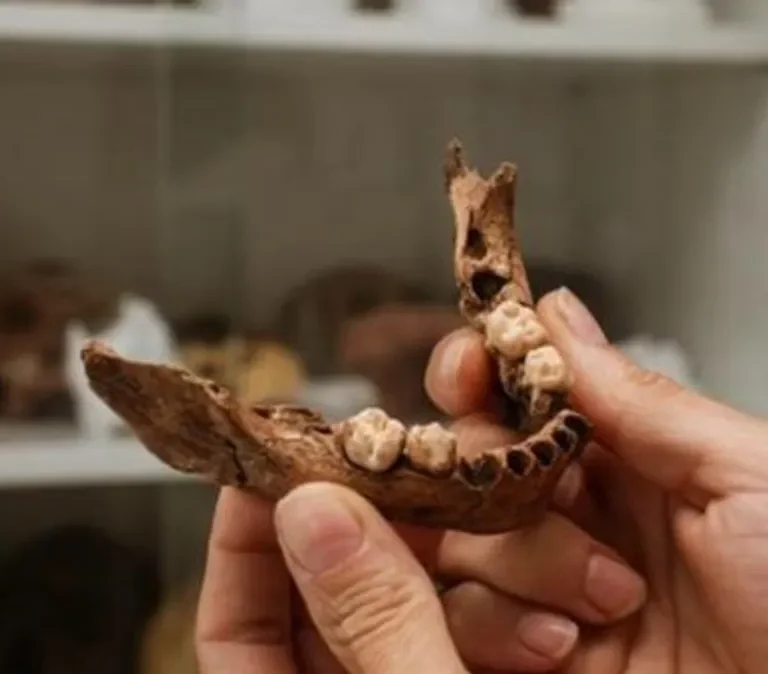 Hallan una mandíbula humana de hace 15.000 años en Tarragona