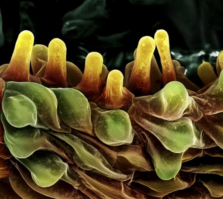 Las mejores imágenes científicas de 2022