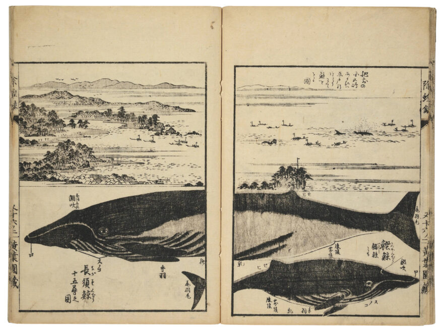 Grabado japonés con las partes de la ballena y sus aprovechamientos.