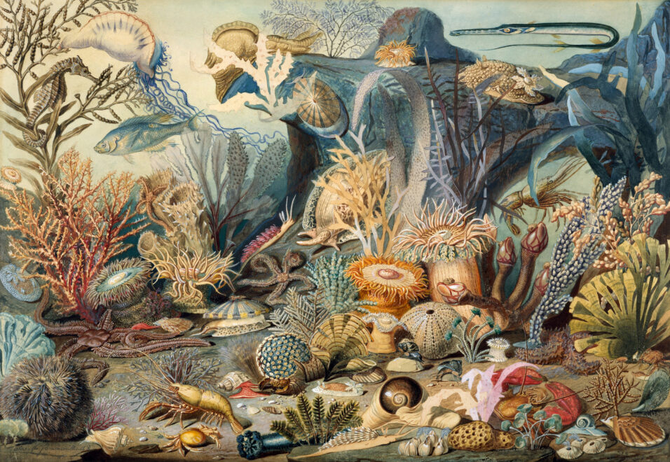 Ocean Life (1859) obra de Christian Schussele y James M. Sommerville