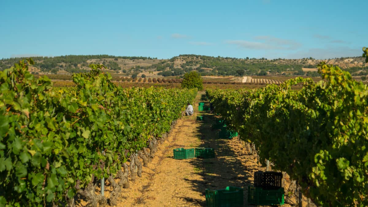 Imagen tomada durante la vendimia de 2020 en la Ribera del Duero.