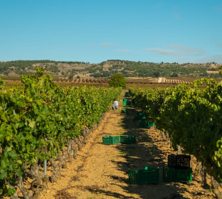 Ribera del Duero descarta un desplome del consumo de sus vinos pese a la subida de precios