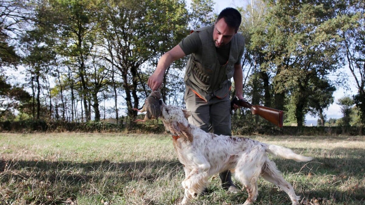 Un cazador perteneciente al Coto de Cela, recoge una perdiz con su perro de caza en el Tecor Santa Isabel, a 16 de octubre de 2022, en Vilela, Outeiro de Rei, Lugo, Galicia, (España). El período hábil general para poder ejercer la actividad cinegética en Galicia comienza hoy 16 de octubre y se prolongará hasta el 6 de enero de 2023, pudiéndose cazar los jueves, domingos y festivos tanto de carácter estatal como autonómico. Como novedad, en las zonas loberas no se podrán adoptar medidas de control de la especie. En la caza de la liebre el periodo irá sólo hasta el 27 de noviembre del 2022.