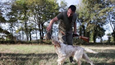 El PSOE rechaza el intento de Podemos de usar la 'fórmula Page' para pactar la ley animal