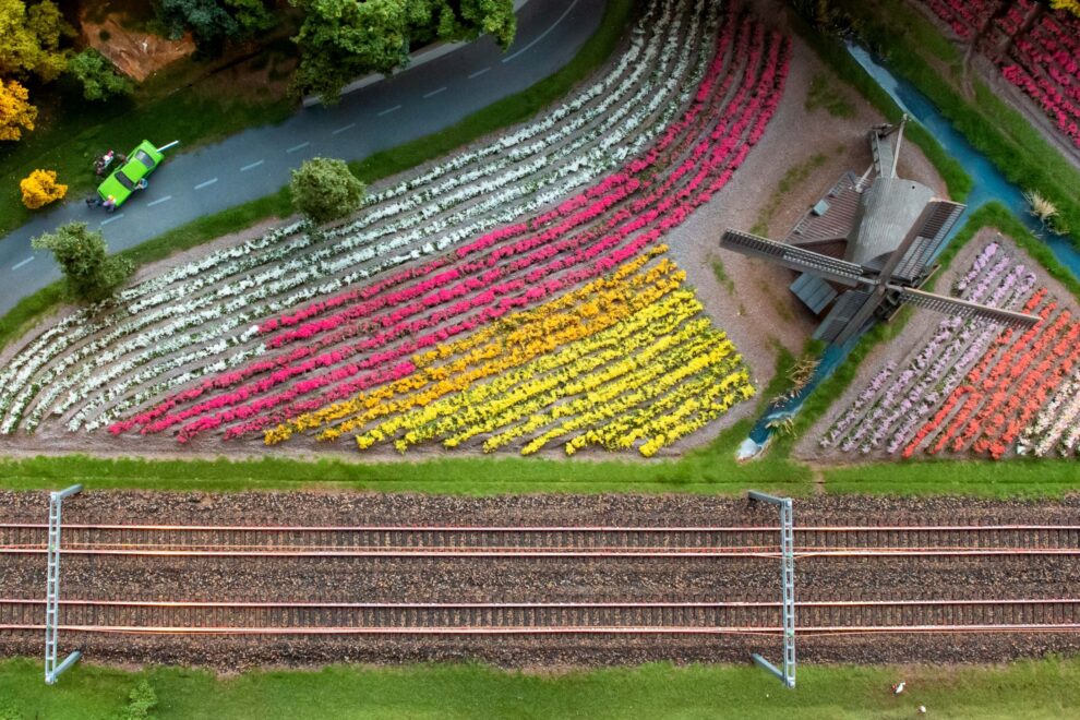 Tulipanes holandeses junto a un molino en el recorrido del tren.