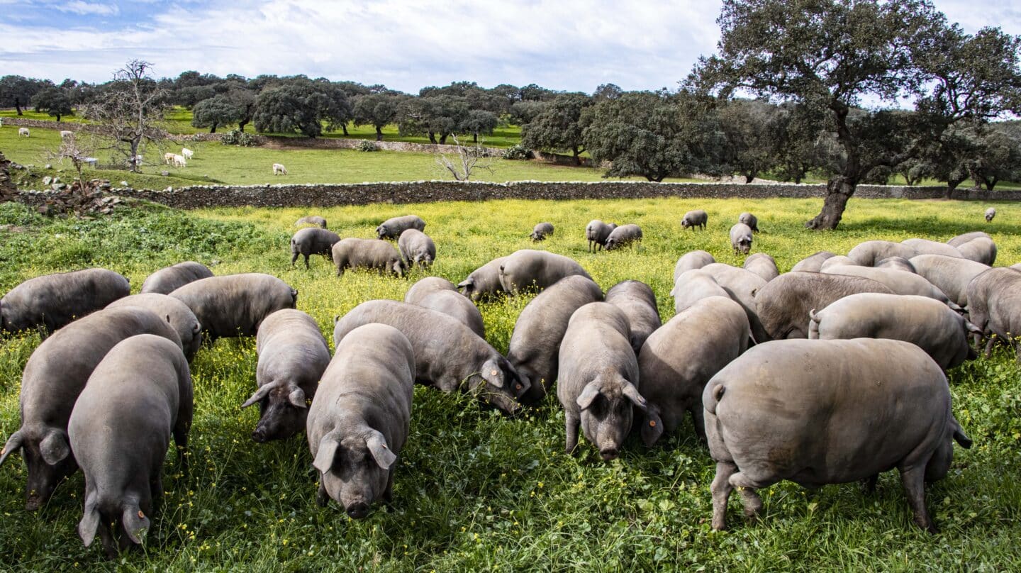 Cerdos ibéricos en la dehesa