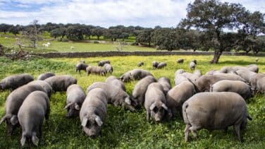 El cambio climático impacta en la dehesa extremeña: “Hay menos bellota, hay menos jamón”