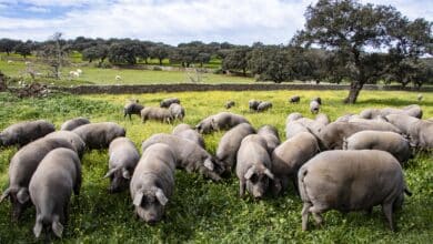 El cambio climático impacta en la dehesa extremeña: “Hay menos bellota, hay menos jamón”