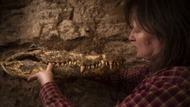 Momias intactas de cocodrilo, el enigma del antiguo Egipto resuelto por españoles