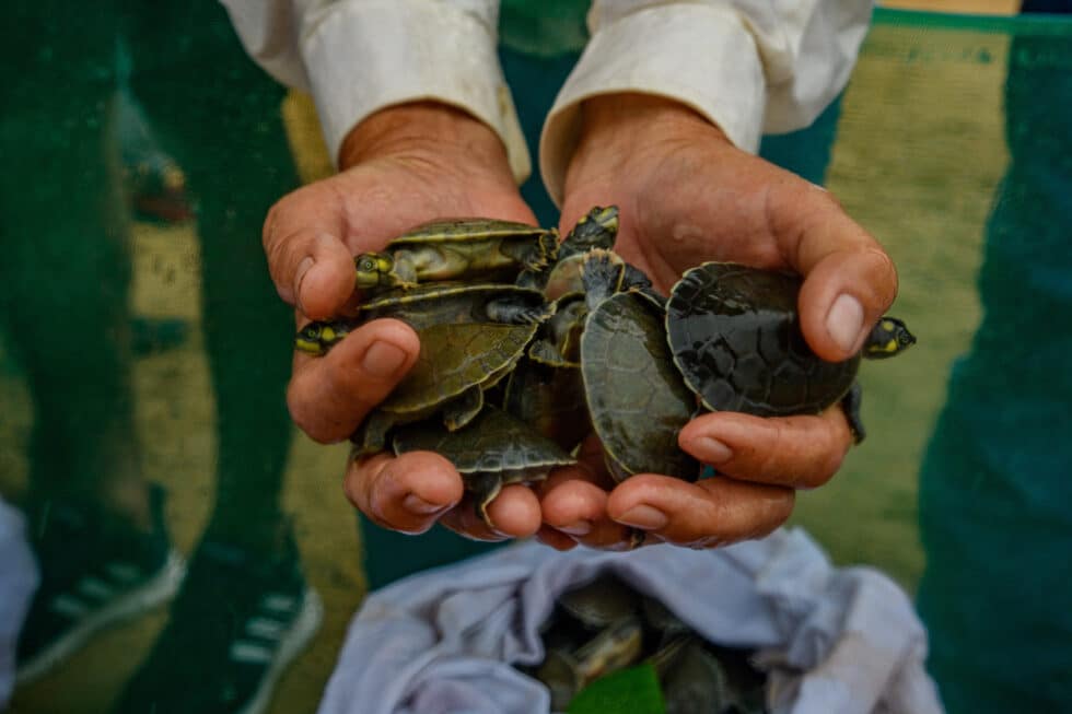 Crías de tortuga gigante del Amazonas