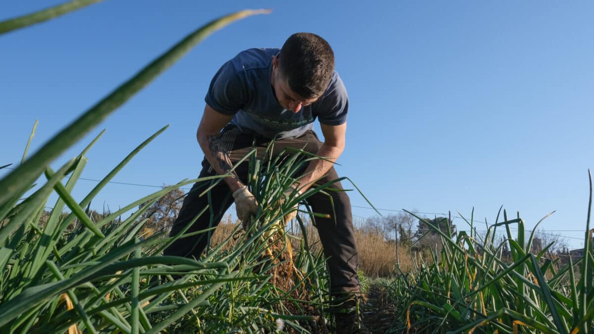 Un agricultor recolecta 'calçots’ en una plantación de Maspujols (Cataluña)