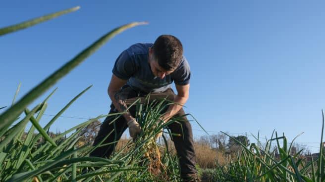 Un agricultor recolecta 'calçots’ en una plantación de Maspujols (Cataluña)