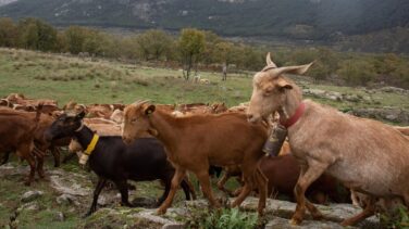 La nueva PAC "verde" que trae de cabeza al campo: "Nunca hemos sido menos libres"