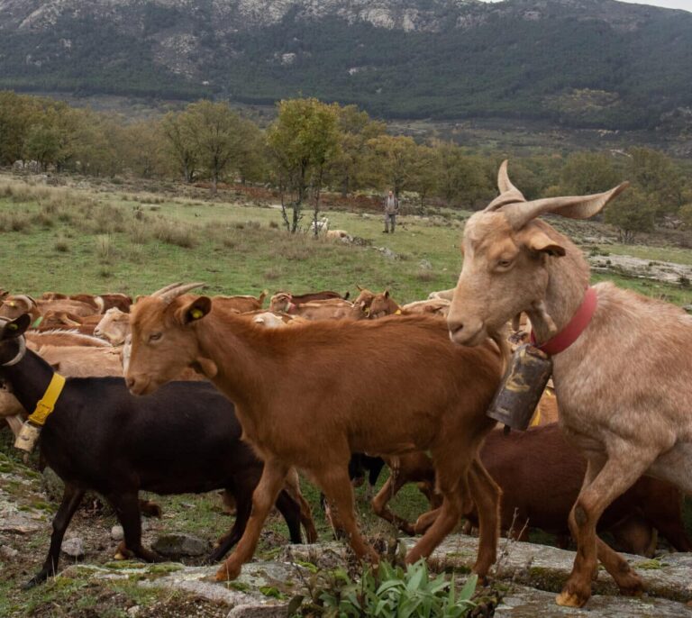 La nueva PAC "verde" que trae de cabeza al campo: "Nunca hemos sido menos libres"