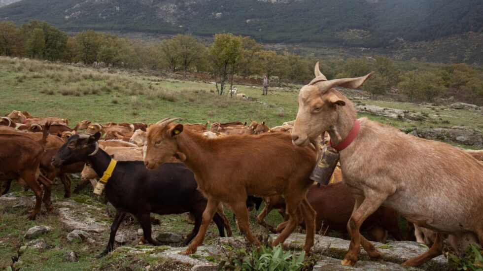 Unas cabras durante el pastoreo en el monte de Bustarviejo, Madrid (España).