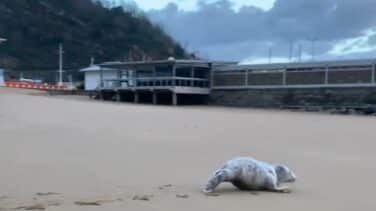 Una foca se pasea por la playa de Getaria