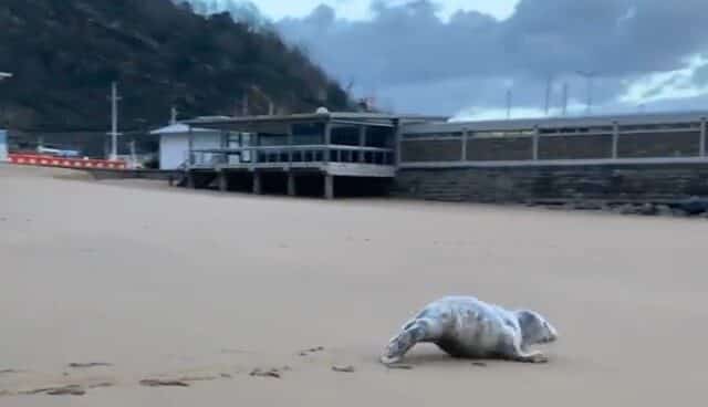 Una foca se pasea por la playa de Getaria Una foca se pasea por la playa de Getaria