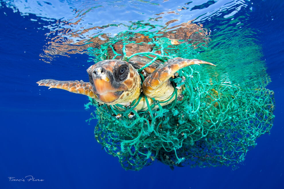 Tortuga atrapada en las redes.