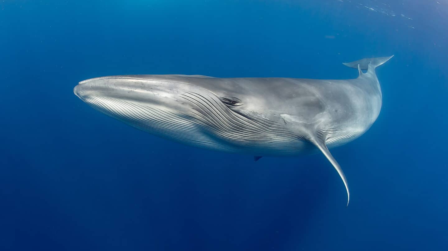 Ballena azul surcando el fondo oceánico con sus cararacterísticos pliegues que parecen una barba