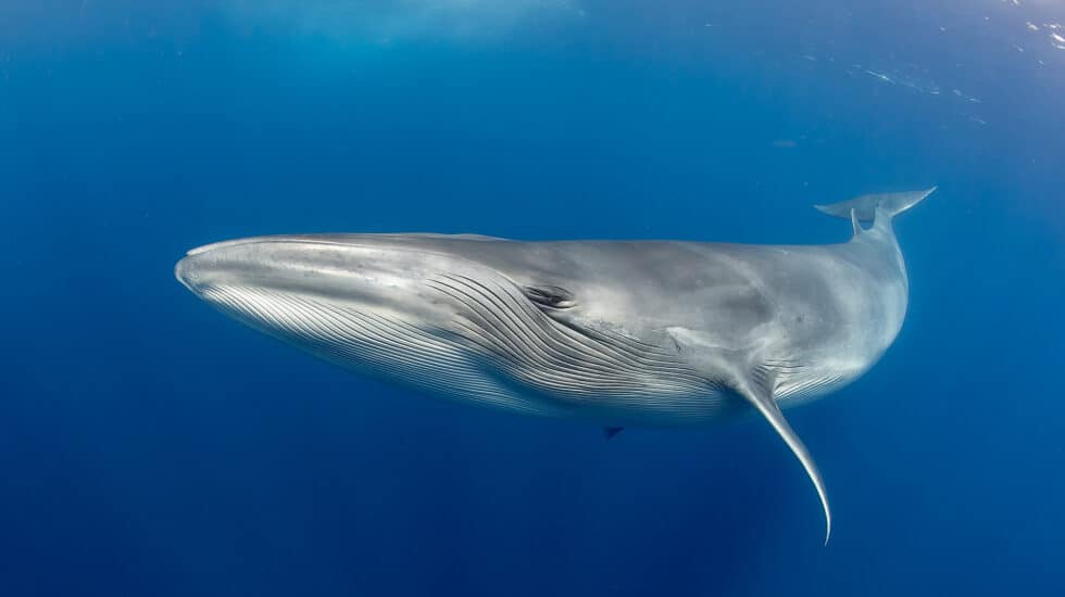 Ballena azul surcando el fondo oceánico con sus cararacterísticos pliegues que parecen una barba