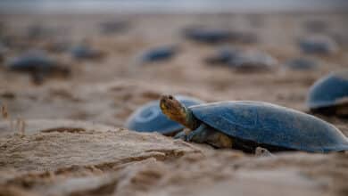 El espectacular anidamiento de la tortuga gigante del Amazonas, en riesgo de desaparición