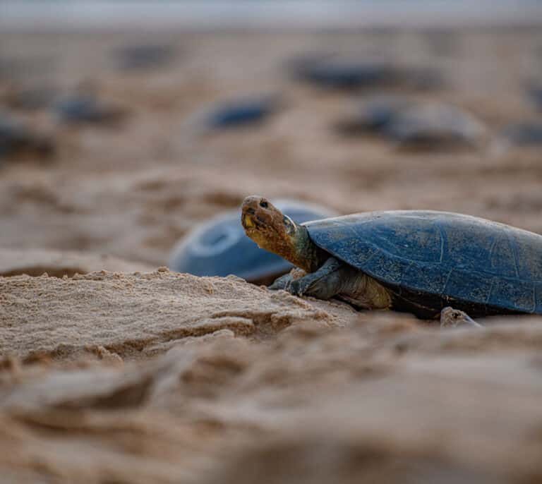 El espectacular anidamiento de la tortuga gigante del Amazonas, en riesgo de desaparición